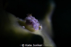 Not much larger than a grain of sand!
Tiny critter photo... by Kate Jonker 